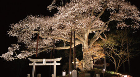 大田原　磯上の山桜