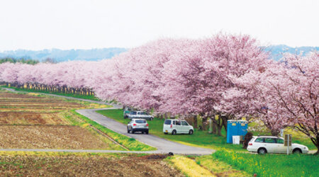 那珂川　平成ざくら