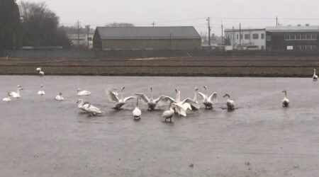 <3/7> 白鳥　in 西那須三区　この３日後にはシベリアに飛び立ちました