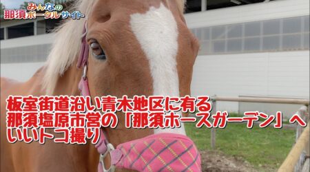 <5/30>【那須ホースガーデン】自分に乗馬療法を施し、癒やしてみては！？　250～500円（市内）で利用可能