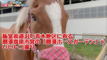 <5/30>【那須ホースガーデン】自分に乗馬療法を施し、癒やしてみては！？　250～500円（市内）で利用可能