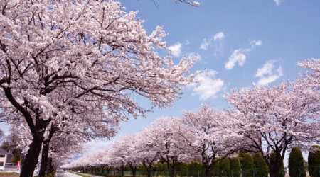 大田原　野崎第二工業団地 桜並木