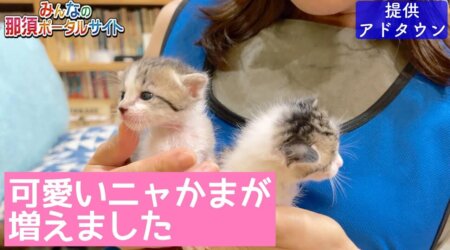 9/8【子猫の育児】が始まった。2匹の子猫（生後2週間）が、新米ママの愛ちゃんによるお世話開始!